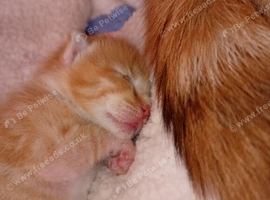 3 beautiful Calico x Tortiseshell kittens