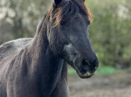 Pretty 13.3hh dartmoor hill pony LWVTB to stay on current yard till sold