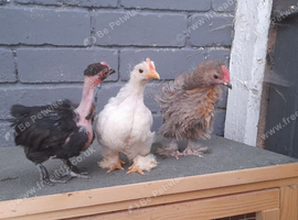 3 young bantams