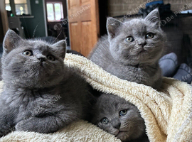Ready now. 3 beautiful well raised kittens