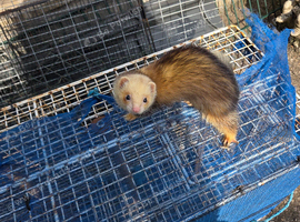 Baby kits 4 sale, 6, weeks 0ld,c