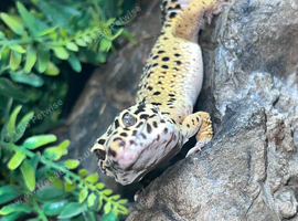 Leopard gecko male