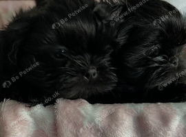 imperial karisishi dobie shih tzus