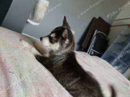 14 week old husky