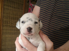 New litter of Dalmatian pups