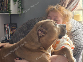American bully