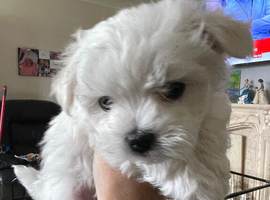 Last Maltese boy