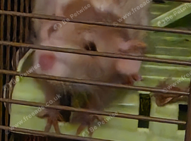 Pair of Female Dumbo Rats with large enclosure