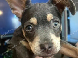 Bullhuahua Frenchie/ chihuahua
