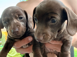 Miniature Dachshund puppies