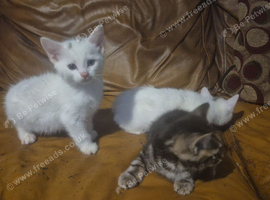 3 beautiful boys and 1 girl available