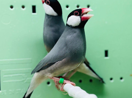 Java finch