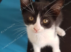 Lovely 11‑week‑old male kitten.