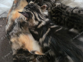 Beautiful kittens