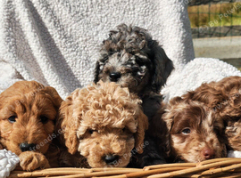 5 loving cockapoos