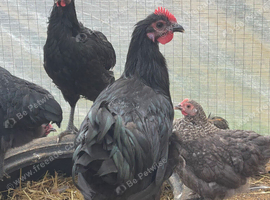jersey giants chickens (the pair)