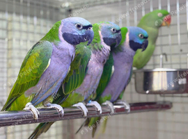 Derbyan parrot