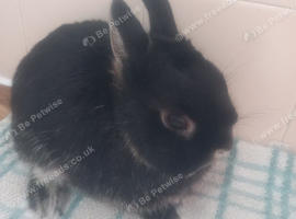 10 week old netherland dwarf rabbit
