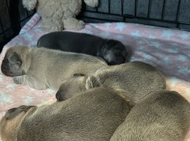 2 French bulldogs