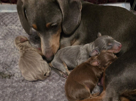 Dachsund puppies for sale