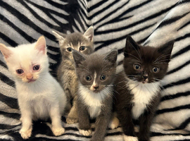 4 Stunning Siamese Mixed Kittens
