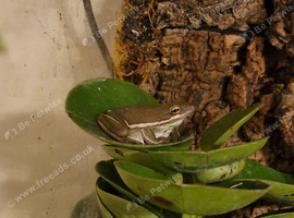American green tree frogs