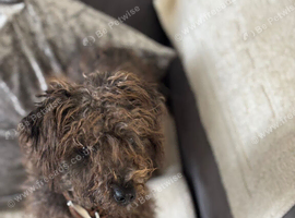 Yorkie poodle puppy