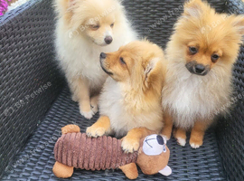 Pomeranian Puppies ready to go