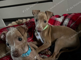 Italian greyhound