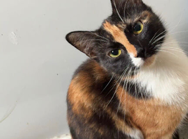 Gorgeous Calico Cat
