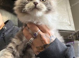Maine Coon Girl Kittens. Ready Now