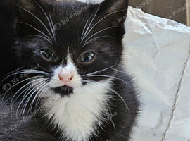 Adorable playablr  kitten 12 weeks