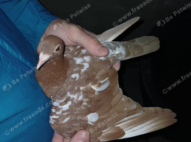 Chocolate Melueman Racing Pigeons RPRA Rung
