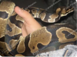 royal python