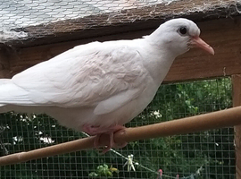 Barbary doves for sale
