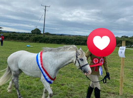 Section A gelding
