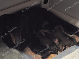 Kaninchen dachshund puppies, wire, smooth, pinwire