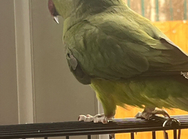 Indian Ring neck parakeet
