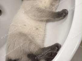 Last male British shorthair &pound;300