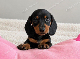 Miniature dachshund