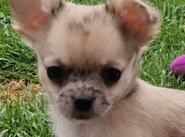 6 Beautiful 3/4 chihuahua 1/4 pomeranian puppies