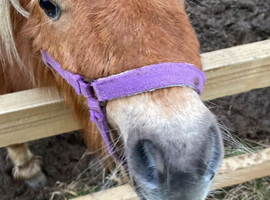 Mini Shetland stallion