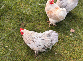 Pekin bantam cockerel