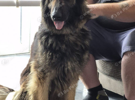 German shepherd female