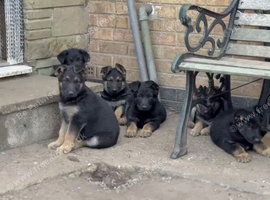 German shepherd puppies