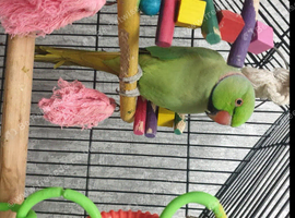 Young parrot
