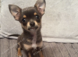 stunning tony blue chihuahua READY to leave