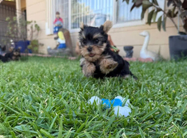 One gorgeous Miniature size girl