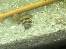 Assassin snail