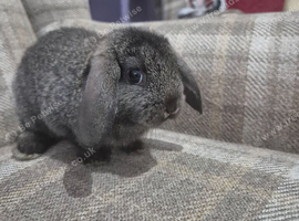 minilop little girl for sale